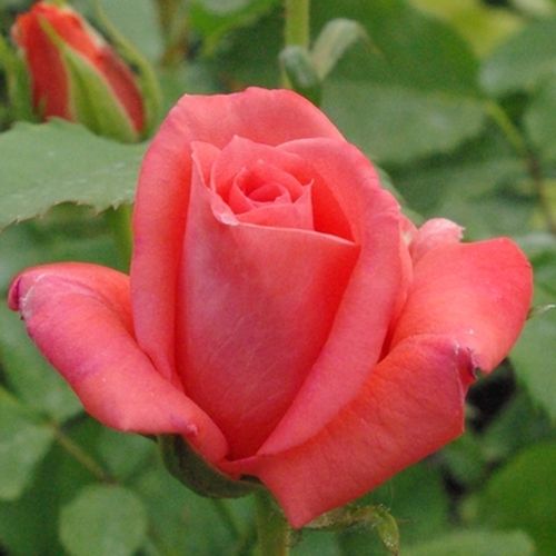 Rosa  Diamant® - oranžová - Stromkové růže, květy kvetou ve skupinkách - stromková růže s keřovitým tvarem koruny